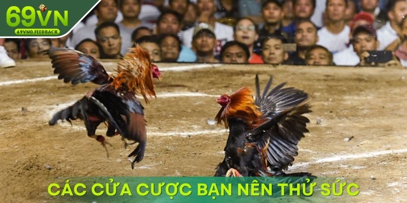 Các cửa cược bạn nên thử sức tại đá gà 69VN
