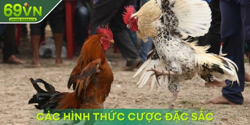 Các hình thức cược đặc sắc tại đá gà 69VN