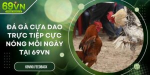 Đá Gà Cựa Dao Trực Tiếp Cực Nóng Mỗi Ngày Tại 69VN