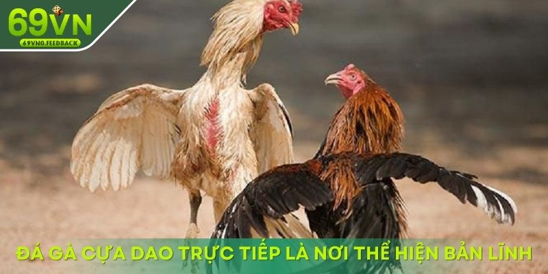 Đá gà cựa dao trực tiếp là nơi thể hiện bản lĩnh Đá gà cựa dao trực tiếp là nơi thể hiện bản lĩnh