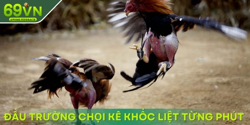 Đấu trường chọi kê khốc liệt từng phút Đấu trường chọi kê khốc liệt từng phút