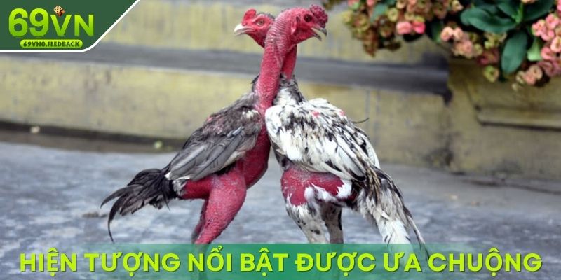 Hiện tượng nổi bật được cộng đồng ưa chuộng Hiện tượng nổi bật được cộng đồng ưa chuộng
