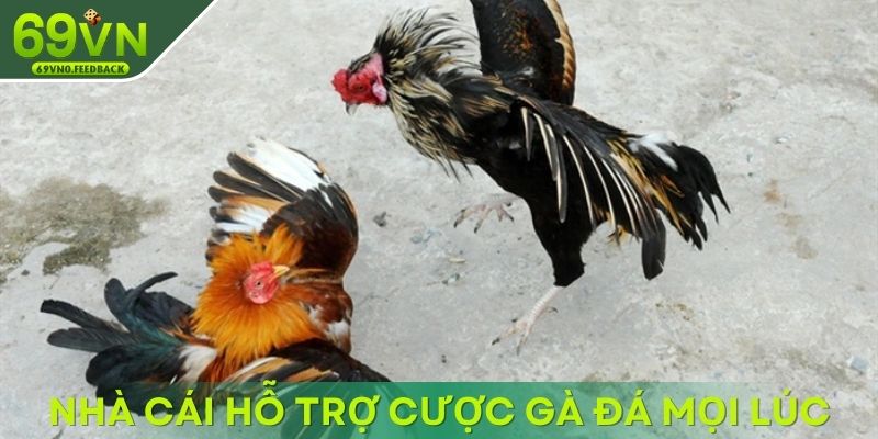 Nhà cái hỗ trợ khách hàng cược gà đá đòn độc mọi lúc Nhà cái hỗ trợ khách hàng cược gà đá đòn độc mọi lúc