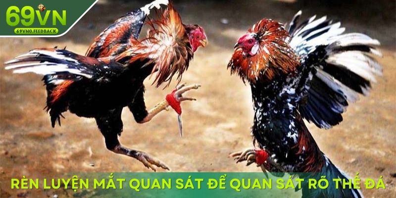 Rèn luyện mắt quan sát để quan sát rõ thế đá Rèn luyện mắt quan sát để quan sát rõ thế đá