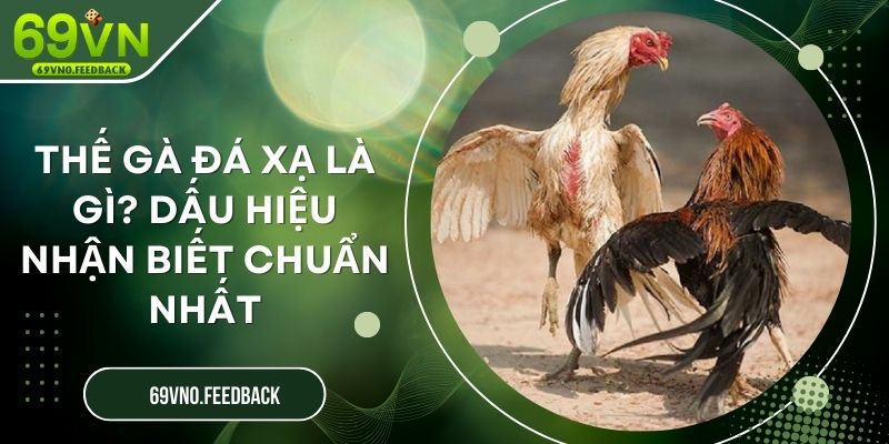 Thế Gà Đá Xạ Là Gì? Dấu Hiệu Nhận Biết Chuẩn Nhất