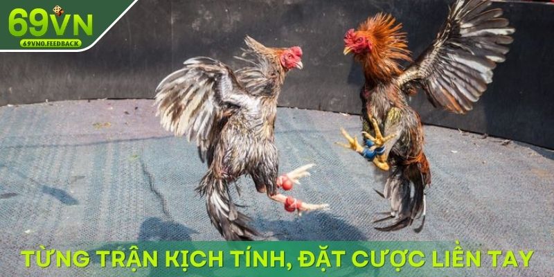 theo doi tung tran kich tinh dat cuoc lien tay